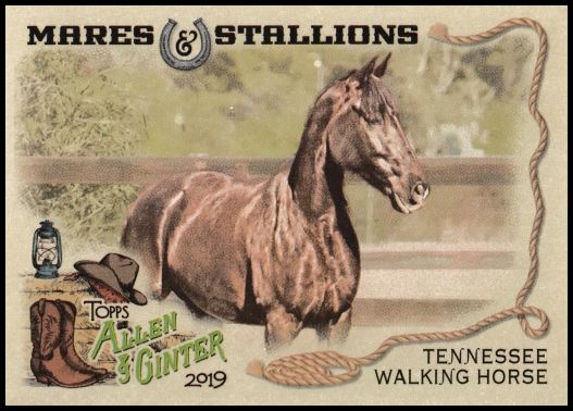 MS-4 Tennessee Walking Horse